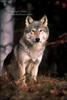gray wolf